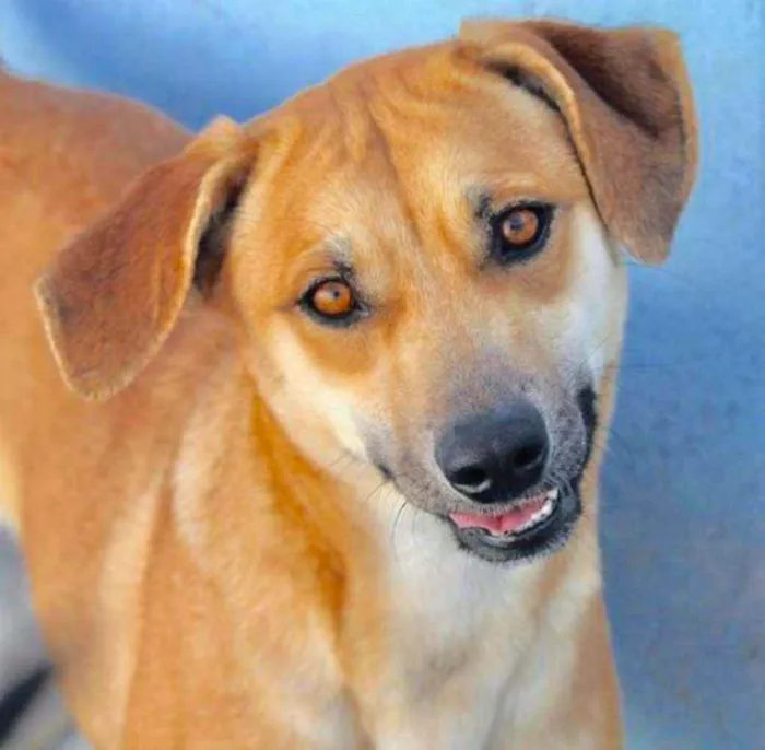 Cachorro raça  idade 4 anos nome EVA E HELENA