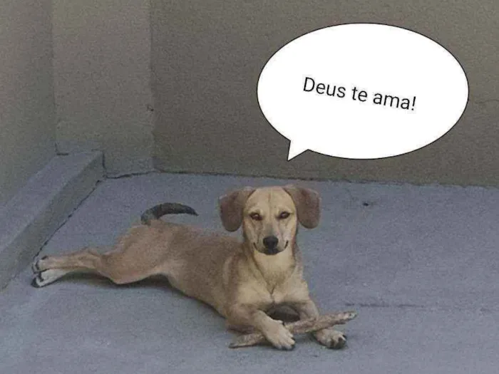 Cachorro raça SRD idade 7 a 11 meses nome Meg