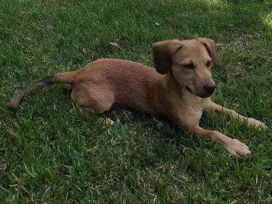 Cachorro raça SRD idade 7 a 11 meses nome Meg