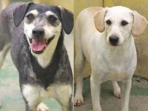 Cachorro raça  idade 4 anos nome OZZY E ZIGGY