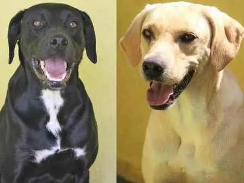 Cachorro raça  idade 5 anos nome LYON E OZZY