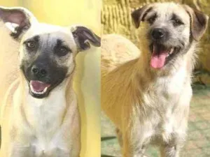 Cachorro raça  idade 3 anos nome KIKO E WENDY