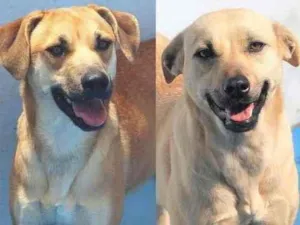 Cachorro raça  idade 4 anos nome EVA E HELENA