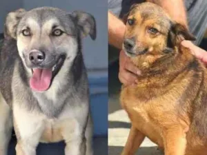 Cachorro raça  idade 4 anos nome CAROL E THÉO