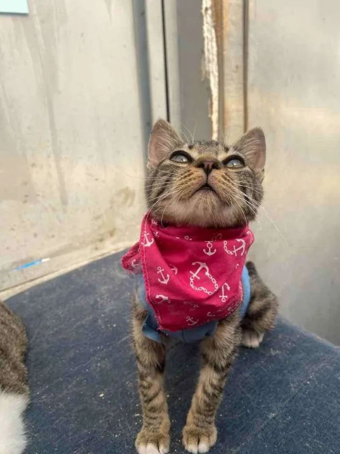 Gato ra a  idade 2 a 6 meses nome Channel
