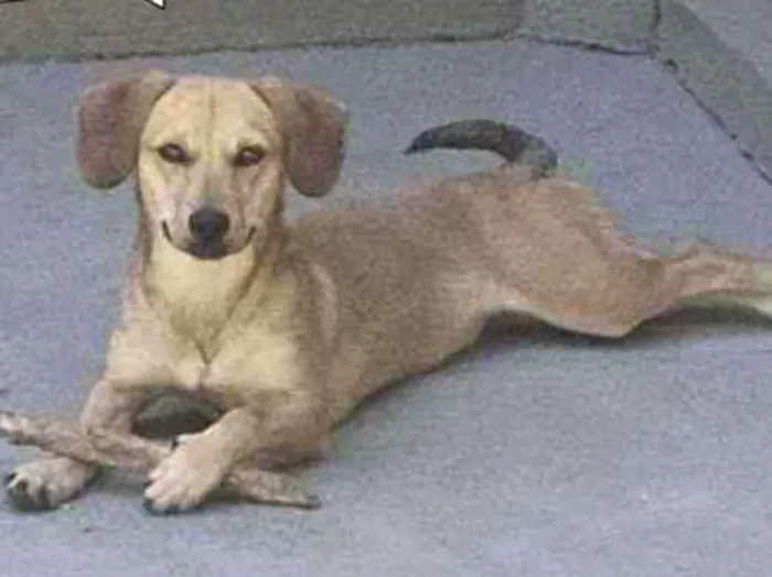 Cachorro raça SRD idade 7 a 11 meses nome Meg