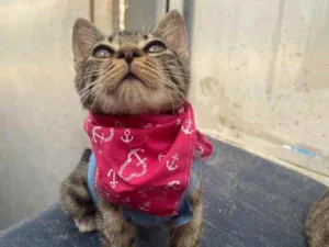 Gato raça  idade 2 a 6 meses nome Channel
