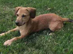 Cachorro raça SRD idade 7 a 11 meses nome Meg
