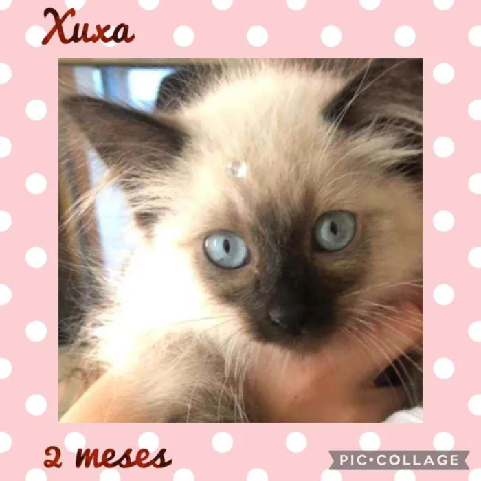 Gato raça SRD  idade Abaixo de 2 meses nome Xuxa 