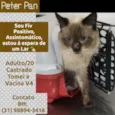 PETER PAN