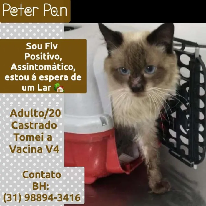 Gato raça SRD idade 1 ano nome PETER PAN