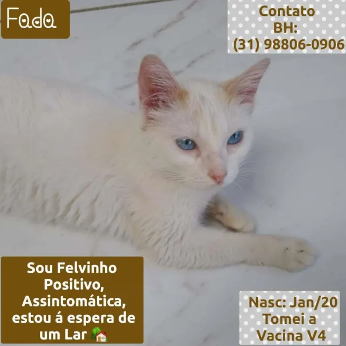 Gato raça SRD idade 1 ano nome FADA