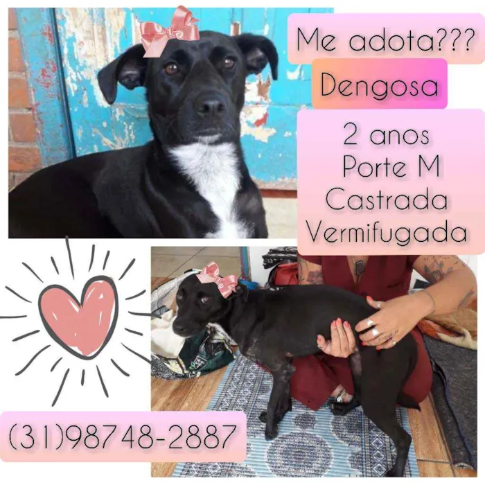 Cachorro raça SRD idade 2 anos nome Dengosa