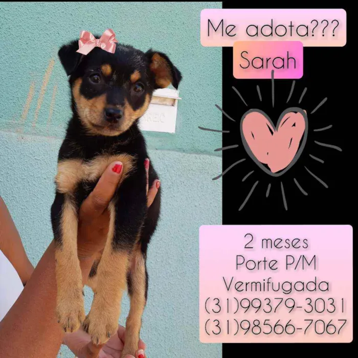 Cachorro raça SRD idade Abaixo de 2 meses nome Sarah