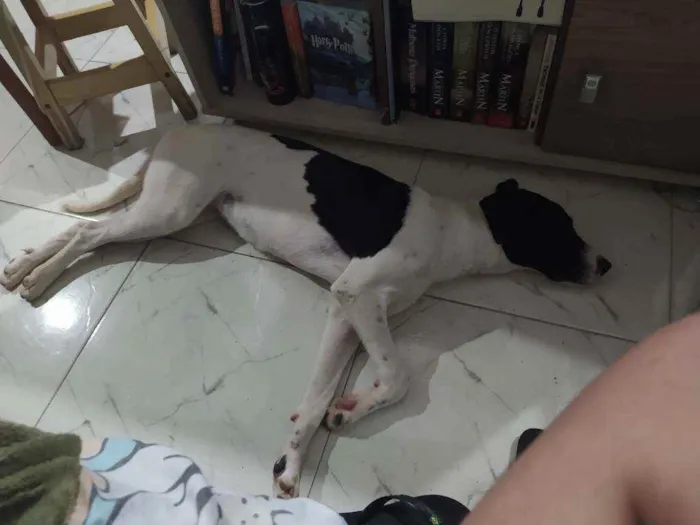 Cachorro raça Mista idade 7 a 11 meses nome Luna