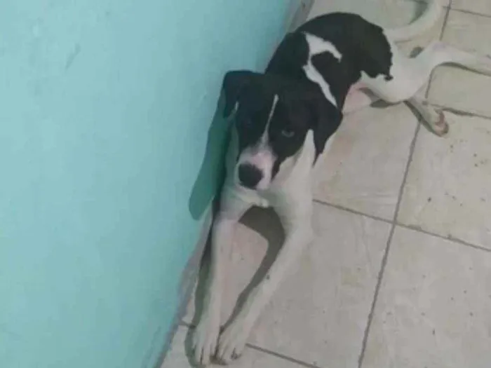Cachorro raça Mista idade 7 a 11 meses nome Luna