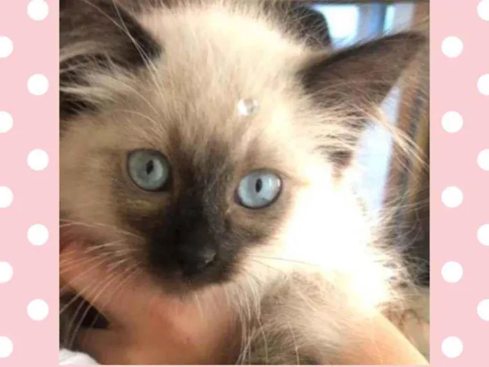 Gato raça SRD  idade Abaixo de 2 meses nome Xuxa 