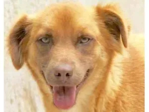 Cachorro raça  idade 3 anos nome TODDY