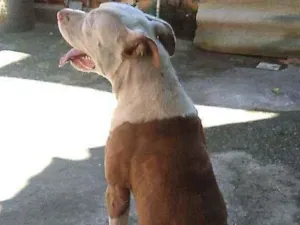 Cachorro raça Pitbull idade 2 anos nome Zeus