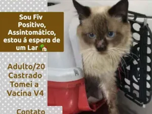 Gato raça SRD idade 1 ano nome PETER PAN