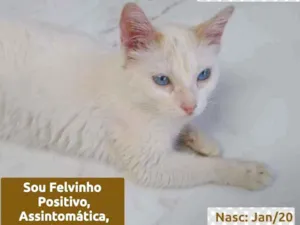 Gato raça SRD idade 1 ano nome FADA
