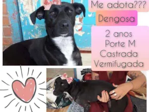 Cachorro raça SRD idade 2 anos nome Dengosa