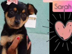 Cachorro raça SRD idade Abaixo de 2 meses nome Sarah