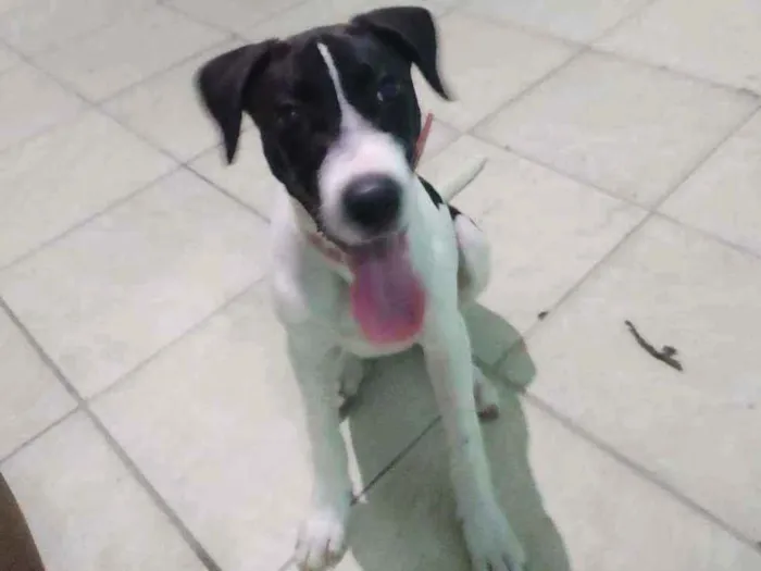 Cachorro raça Mista idade 7 a 11 meses nome Luna