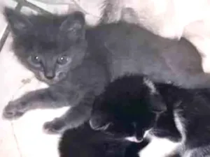 Gato raça Srd idade Abaixo de 2 meses nome Sem nome