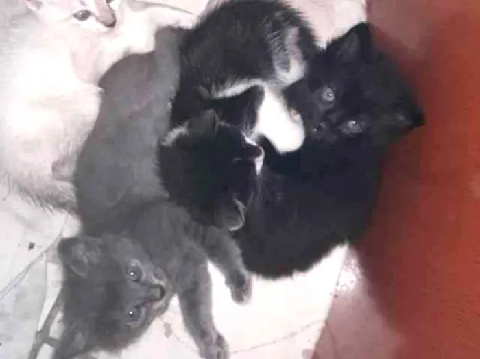 Gato raça Srd idade Abaixo de 2 meses nome Sem nome