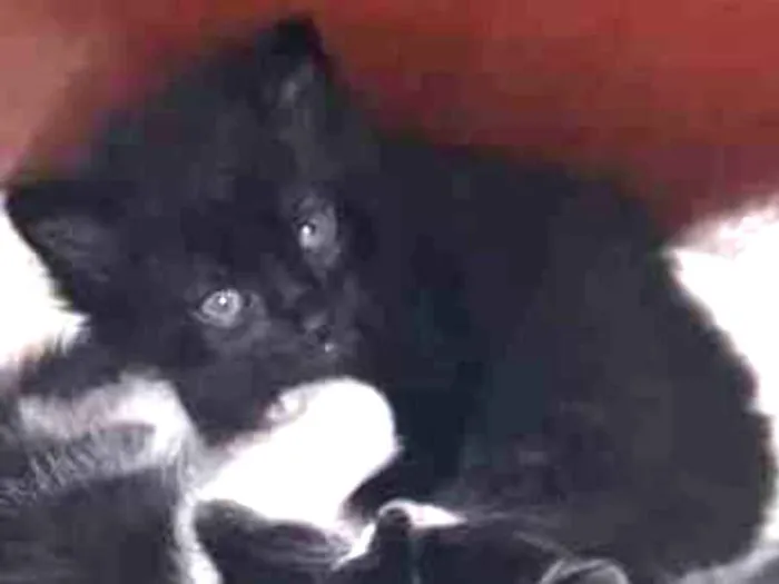 Gato raça Srd idade Abaixo de 2 meses nome Sem nome