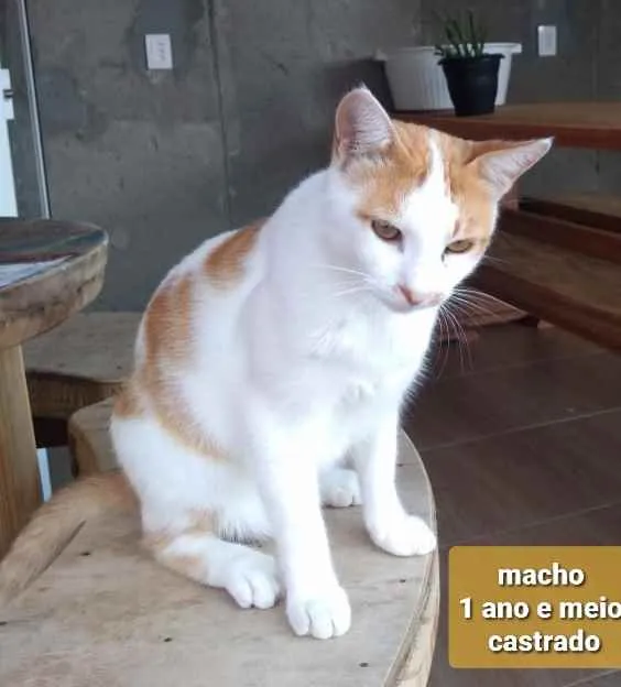 Gato ra a  idade 7 a 11 meses nome Não sei 