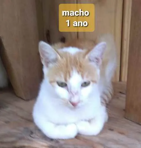 Gato ra a  idade 7 a 11 meses nome Não sei 