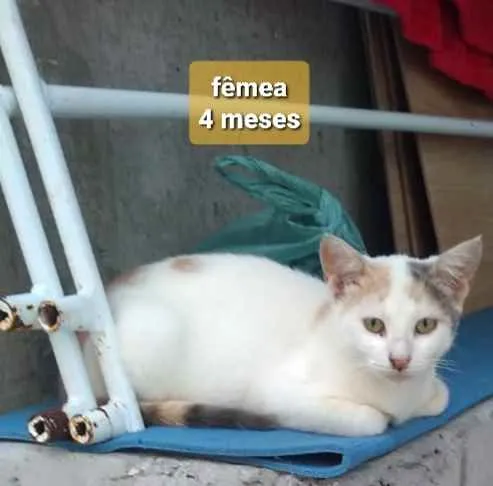 Gato ra a  idade 7 a 11 meses nome Não sei 