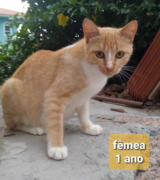 Gato ra a  idade 7 a 11 meses nome Não sei 