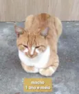 Não sei 
