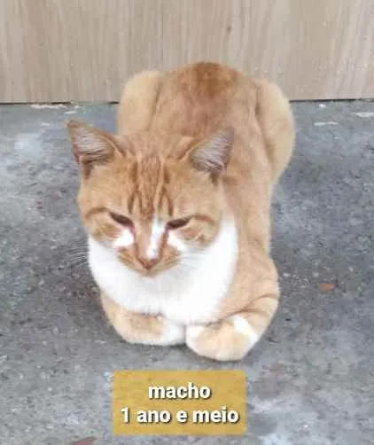 Gato ra a  idade 7 a 11 meses nome Não sei 