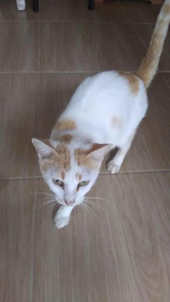 Gato ra a  idade 7 a 11 meses nome Não sei 