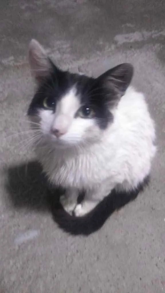 Gato ra a  idade 7 a 11 meses nome Não sei 