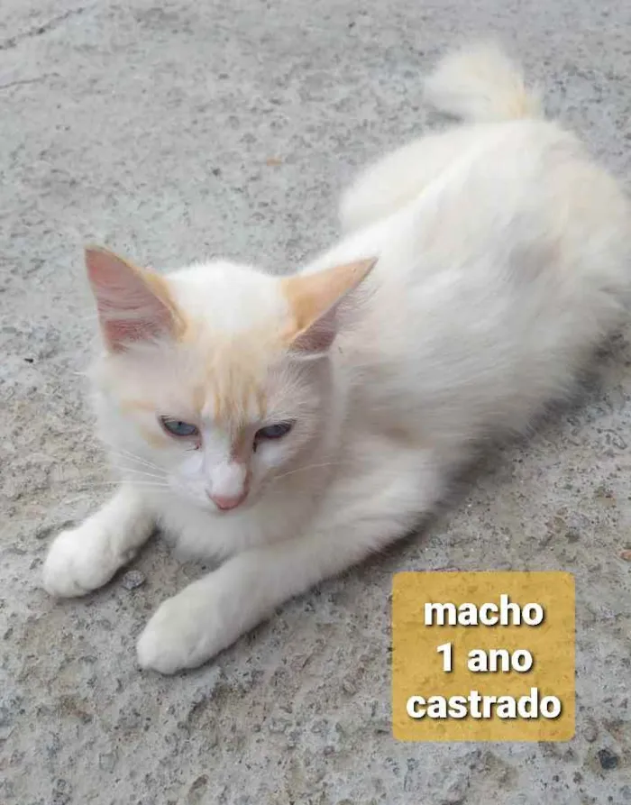 Gato ra a  idade 7 a 11 meses nome Não sei 