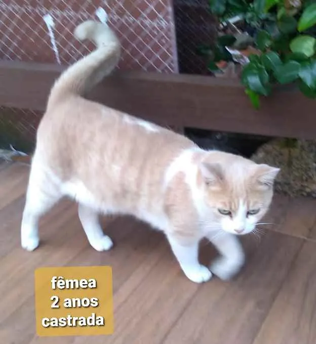 Gato ra a  idade 7 a 11 meses nome Não sei 