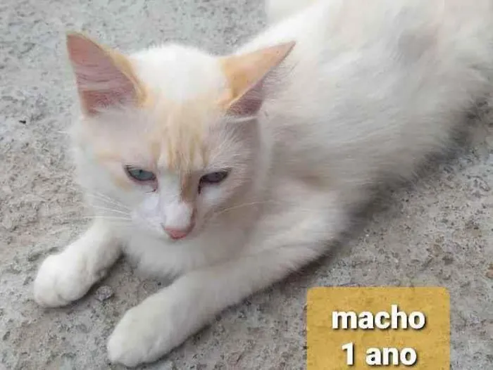 Gato ra a  idade 7 a 11 meses nome Não sei 