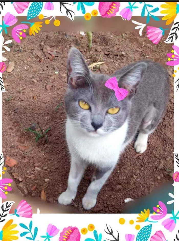 Gato ra a Srd idade 7 a 11 meses nome Sofia