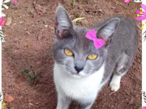 Gato raça Srd idade 7 a 11 meses nome Sofia