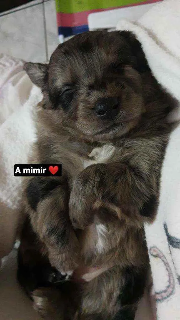 Cachorro ra a Vira lata idade 2 a 6 meses nome Binha