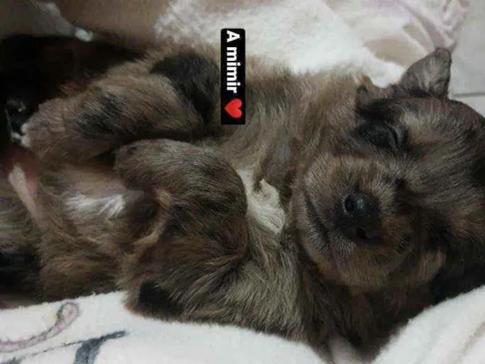 Cachorro ra a Vira lata idade 2 a 6 meses nome Binha