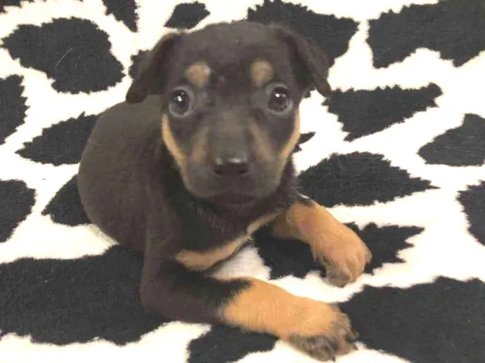 Cachorro raça SRD idade Abaixo de 2 meses nome Sem nome