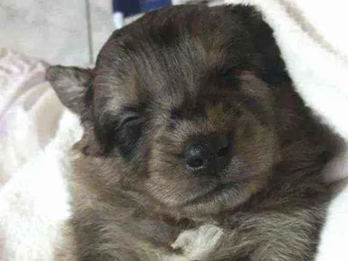 Cachorro ra a Vira lata idade 2 a 6 meses nome Binha