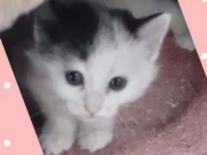 Gato raça SRD  idade Abaixo de 2 meses nome Maitê 