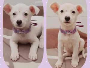 Cachorro raça SRD  idade 2 a 6 meses nome Meg 